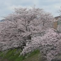 日本は入り口から桜かな