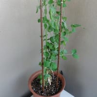 都会の真ん中で家庭菜園（今年は順調です）