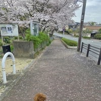 奈良の桜　最後