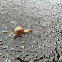 25日からのウォーキング