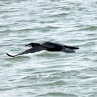06/12探鳥記録写真：遠賀川河口の鳥たち（イソシギ、カワウの飛翔、）