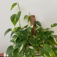 米問題、悩ましい・・・