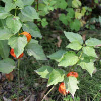 夏の花　キレンゲショウマ　他　上三依水生植物園   Ⅰ