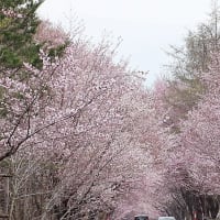 岩木山麓のさくら並木