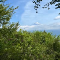 シロヤシオに会いたくてヤマンバ復活？長者ヶ岳〜天子ヶ岳