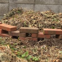 バイオネスト作ろうかな！