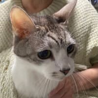 美おじ復活ギンタさん