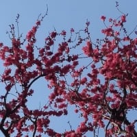 2月終わり、骨密度再考。