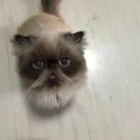 猫は五次元、時空を超えて