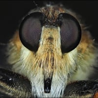 '24 昆虫の頭・顔  ～シオヤアブ（メス）～