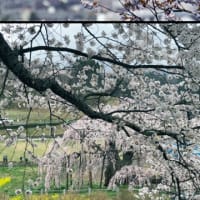 桜の写真(^^)