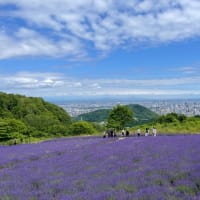 幌見峠　ラベンダー園　〜　札幌市中央区