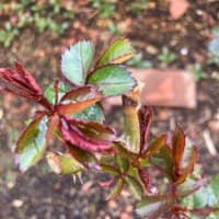 薔薇の葉がきれい　　台北市場巡り
