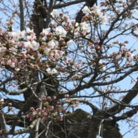 清水町公園の桜も咲きました