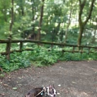 公園で汗かいて、カインズホームでクールダウン