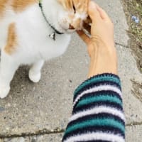 出会い 🐈ねこちゃん