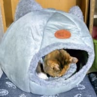 新しいベッド😝💕🐾iINしたにゃん😺
