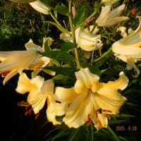 　ユリ終盤　野菜収穫オクラ・ナス大量