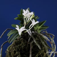 富貴蘭「鳳　玉」の花(過去の画像倉庫から)