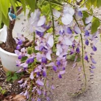 距離関のこと🍀