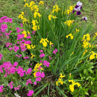 庭の草花「多肉植物」