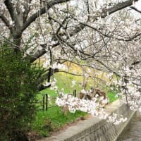 夙川公園のさくら・・桜の寿命について