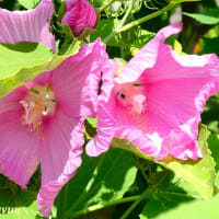 「さがみの仲良し小道」で「フヨウ」が優雅な花姿を披露中！！