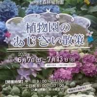 紫陽花散策　植物園