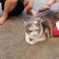 正式譲渡になりました