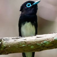 サンコウチョウの肖像画