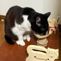 おにく　たべとこ。