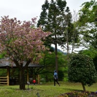 猿橋公園の藤と緑色の桜～大月市