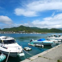 スナビキソウの開花時期
