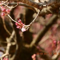 ・・・鰐塚の桜・・・