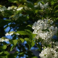 ケナシヤブデマリ と 白い花の タニウツギ