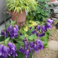青花のホタルブクロ（サラストロ）は、今年は１０本咲きました。