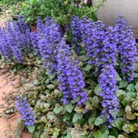 つらい花粉シーズンも終盤に！
