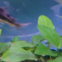 下段水槽の水換え,06/11