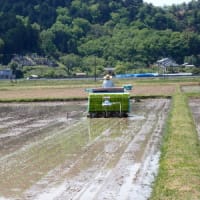 酒米の田植え