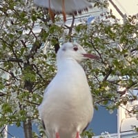 上野で鳥さんパラダイス