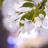 4月の4枚　