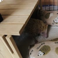 10月26日　シオちゃん☆彡お星さまになりました