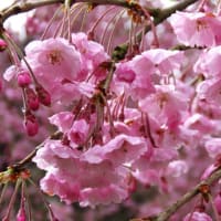 卒業記念樹のしだれ桜