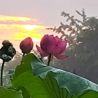 朝の散歩　平池緑地公園　56　6.26～28