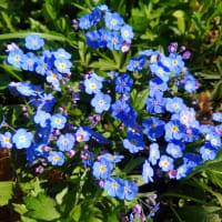 5月はブルーガーデン