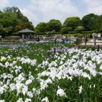 奈良県営「馬見丘陵公園のハナショウブ・２０２５」