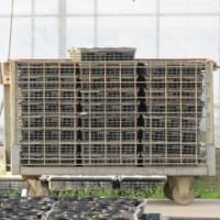 トマト苗が・・・、トマト苗が・・・　＆　おめでとぉ～～～！