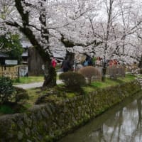 ミモロの京都桜巡り2023。哲学の道沿い「大豊神社」のしだれ桜と椿など、春爛漫の道を行く