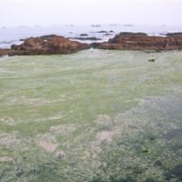 青島近海、繊維状の海藻大量発生。軍隊まで出動。