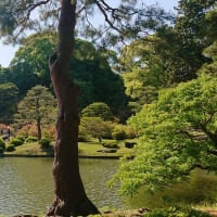 #145 -’25.　六義園を訪問し（その二）